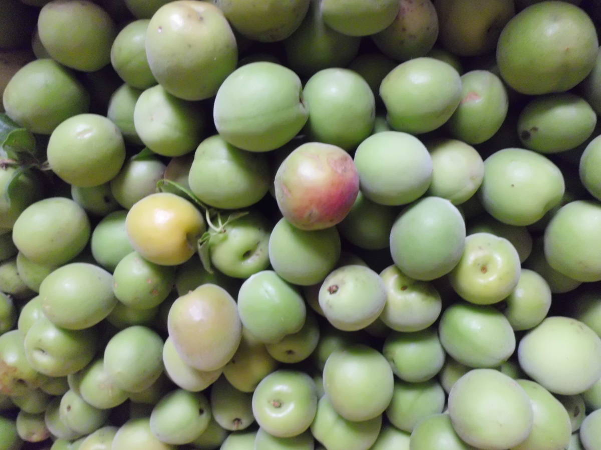 完全無農薬の梅果実　９Kg　格安販売　その２