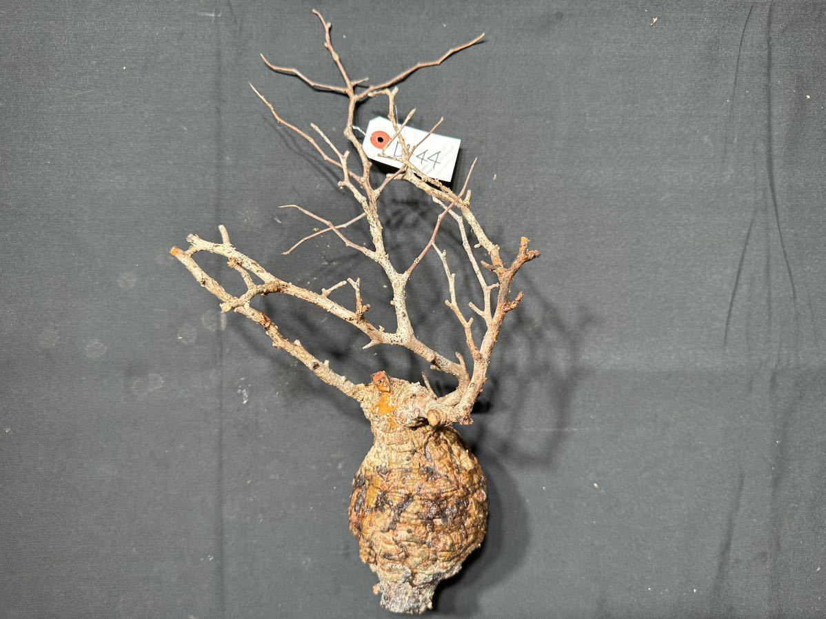 オペルクリカリア パキプス ベアルート株D−44