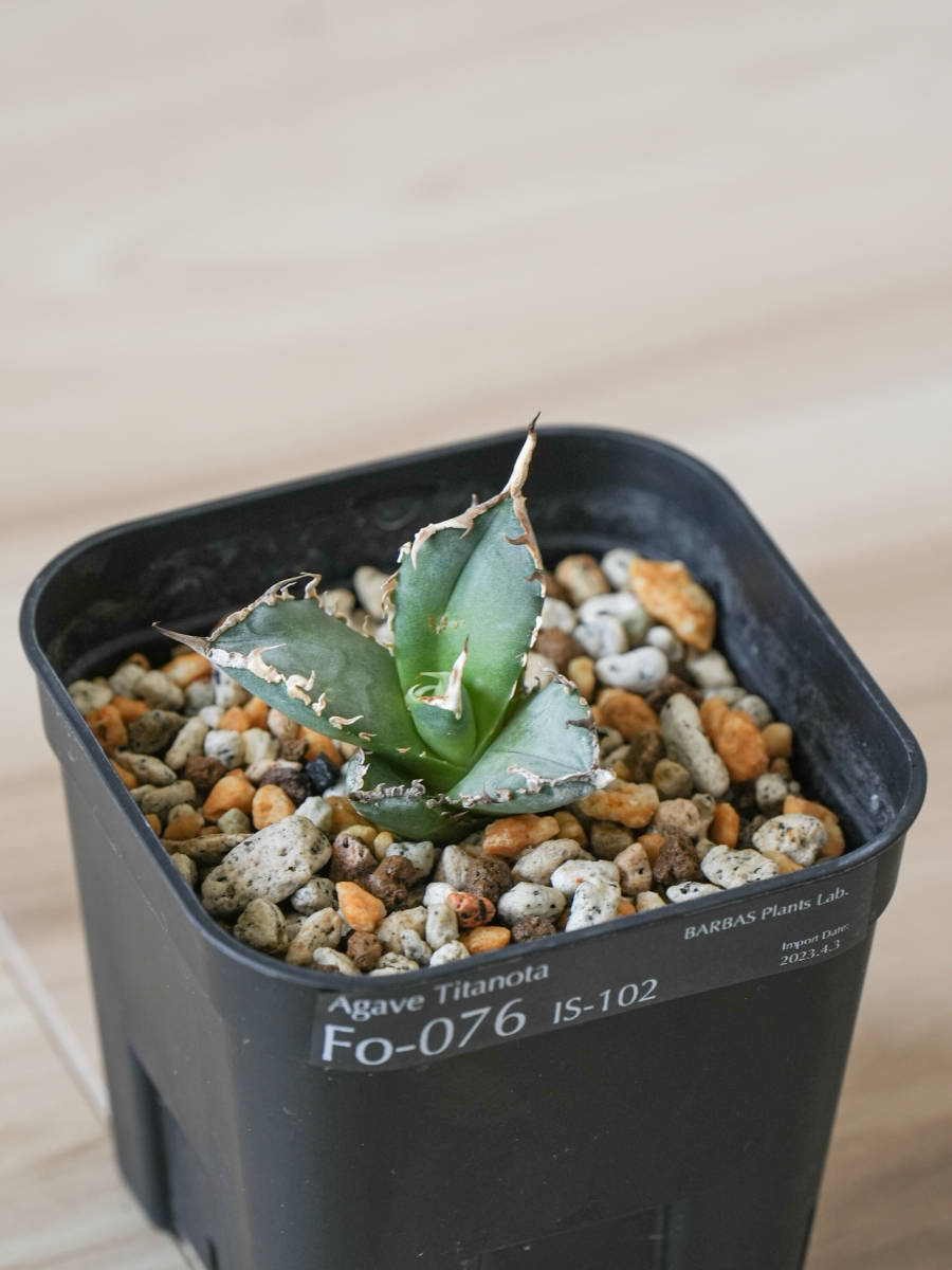アガベ チタノタ FO-076 子株 IS-102 / Agave titanota fo-076(アガベ