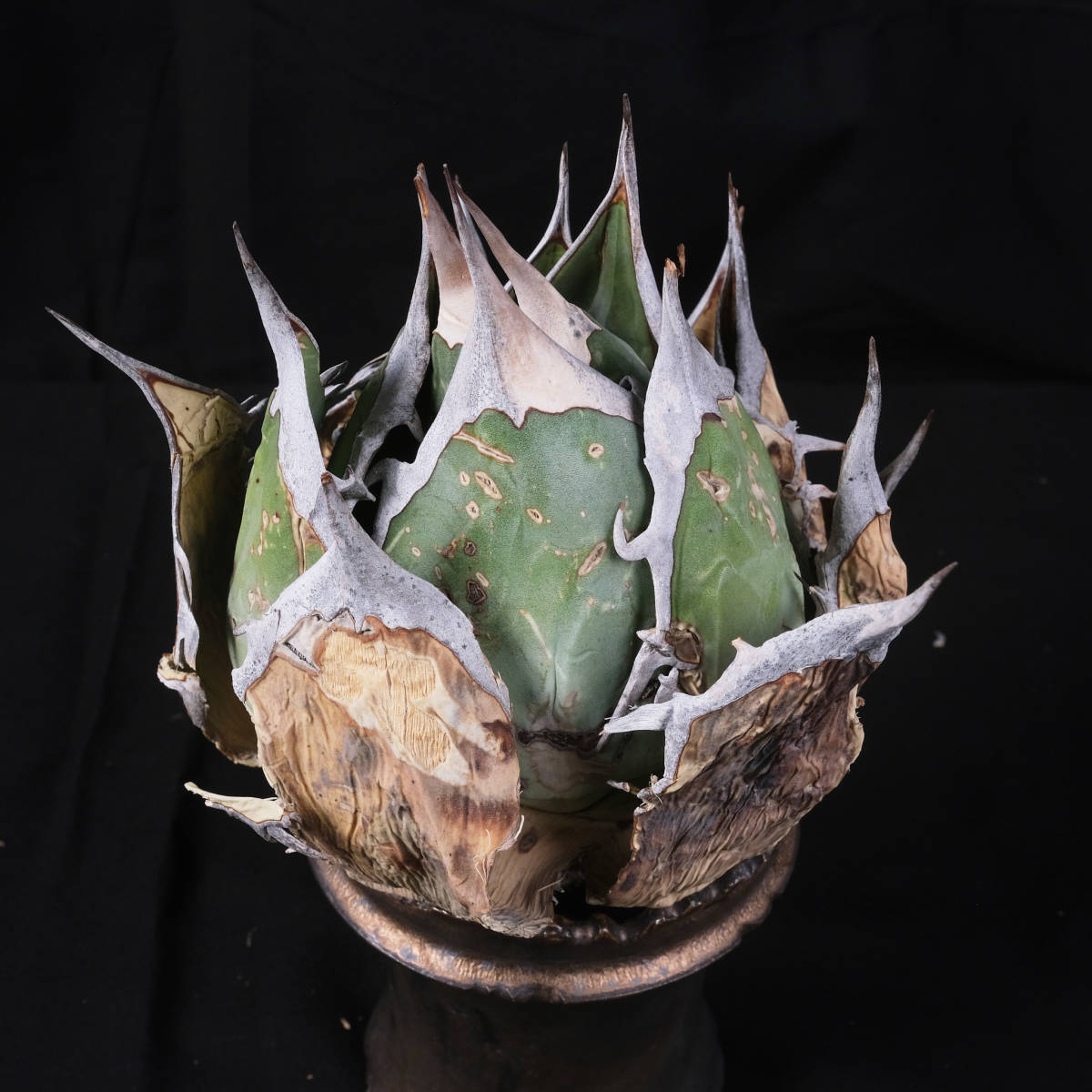 AG13 特選株 アガベ オテロイ オアハカ 現地株 チタノタ Agave Oteroi
