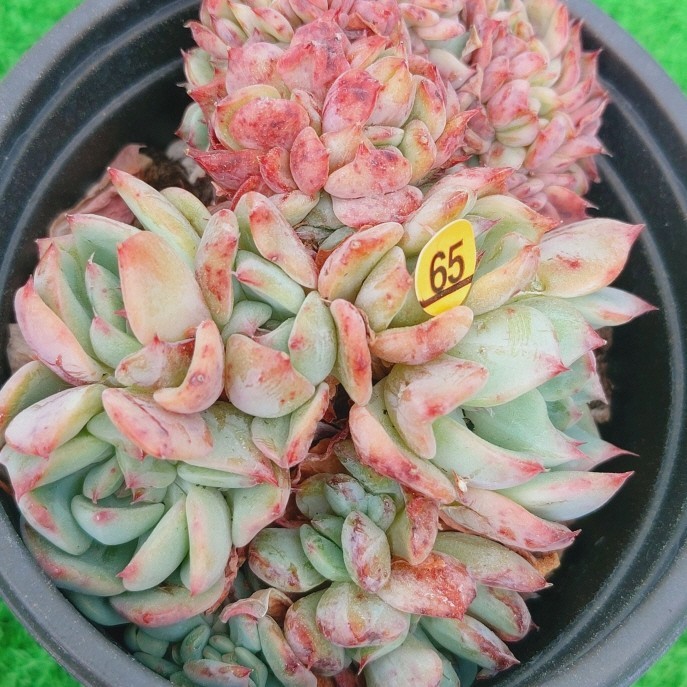 0602-O265 アリアンス綴化 エケベリア 多肉植物 韓国苗(サボテン