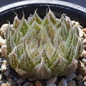 ハオルチア H.のYahoo!オークション(旧ヤフオク!)の相場・価格を