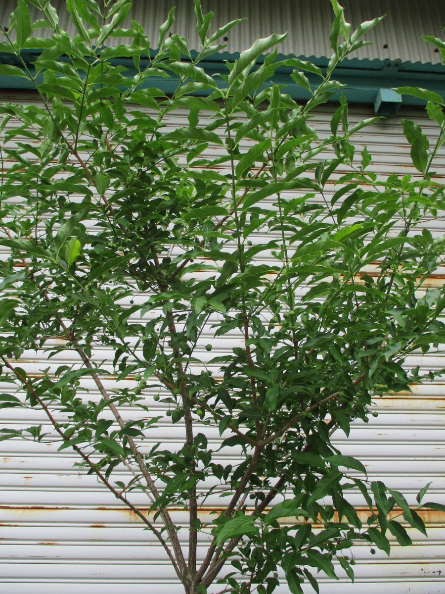 売り尽くし激安価格 実付き 美しい紅葉と果実 ☆マユミ☆ H2.5m 現品