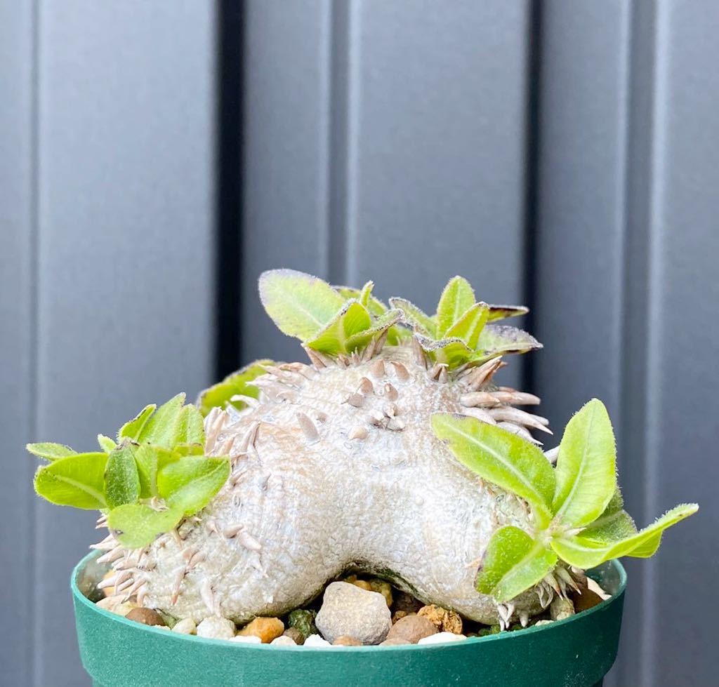 パキポディウム 恵比寿笑い 実生特選株 【公式通販】