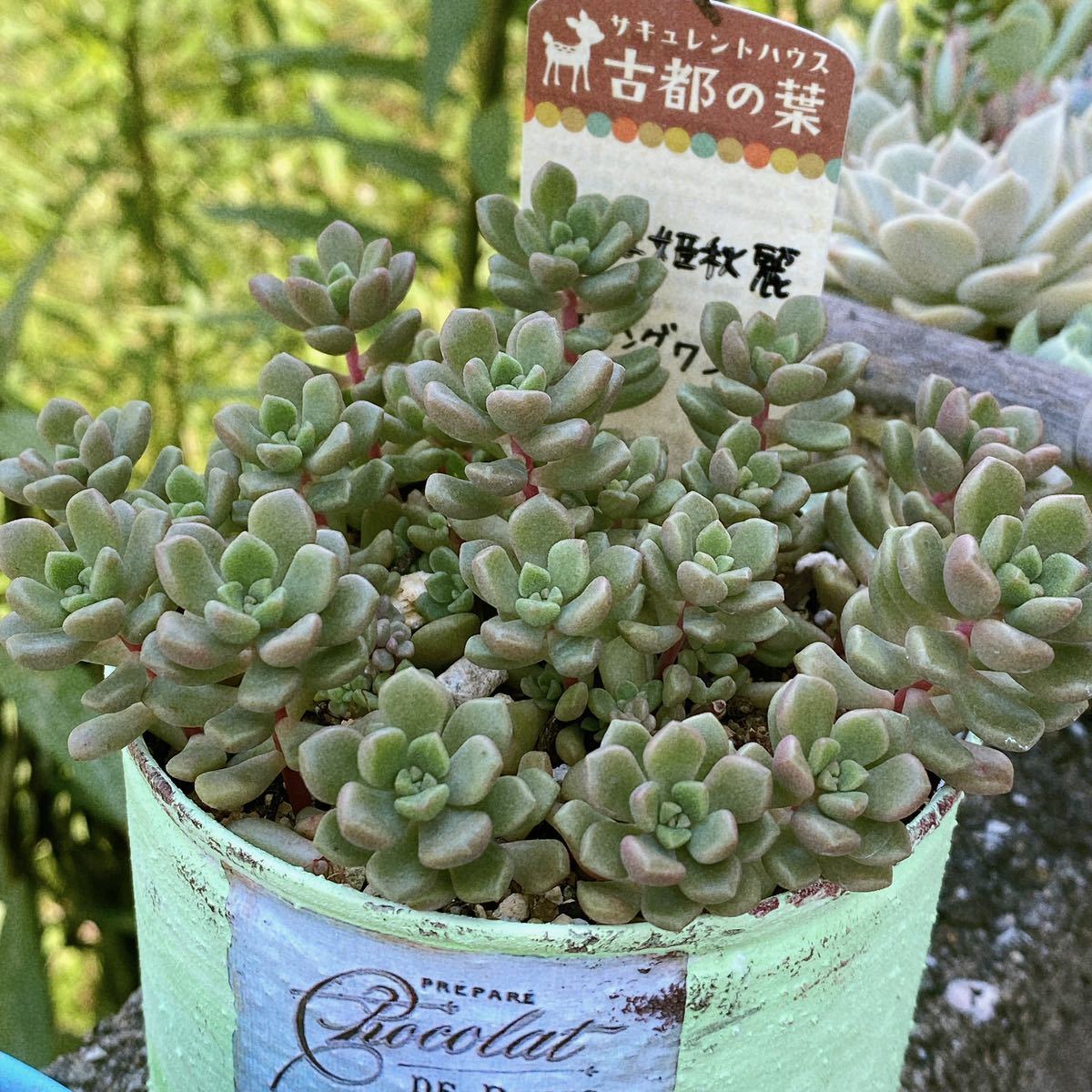 多肉植物 姫秋麗 （ヒメシュウレイ(多肉植物・姫秋麗) ｜e-花屋さん）