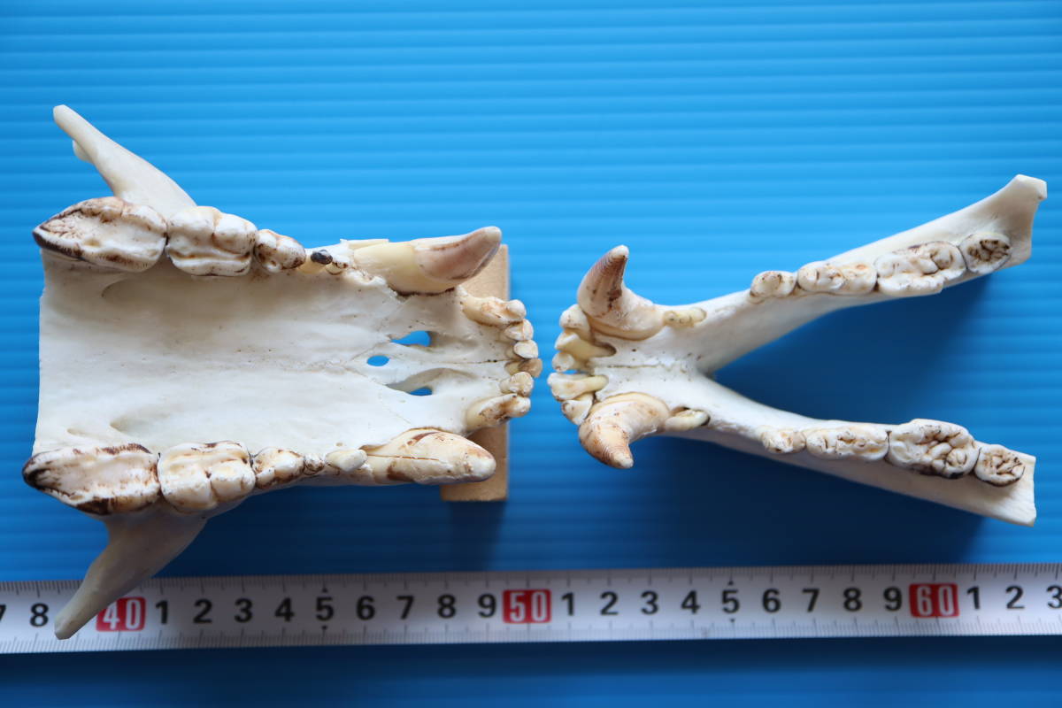 ツキノワグマ 頭蓋骨・頭骨ハーフ 貴重 マタギ捕獲(科学、自然)｜売買 