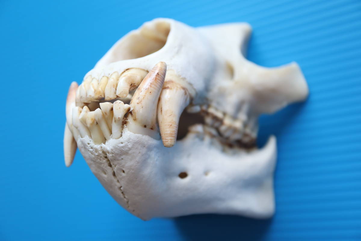 ツキノワグマ 頭蓋骨・頭骨ハーフ 貴重 マタギ捕獲(科学、自然)｜売買 