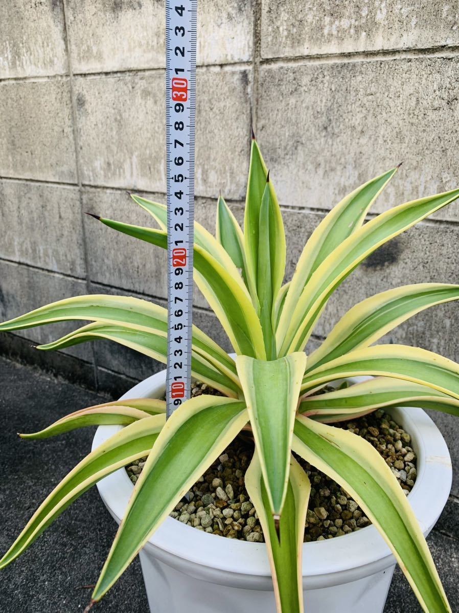 アガベ　ベネズエラ　デスメディアーナ　ゴールドマージン　美株 アガベ ベネズエラ 美樹形 デスメティアナ ゴールドマージン 大型株