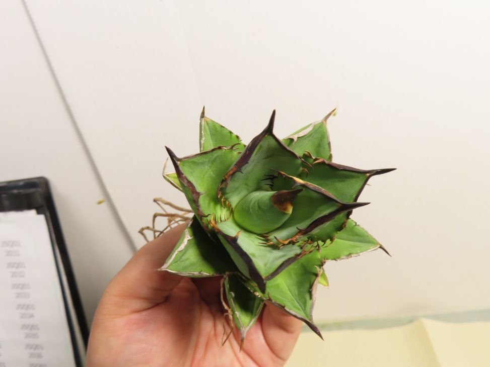 JSQ012002 「多肉植物」アガベ チタノタ “黒鯨” 抜き苗【Agave