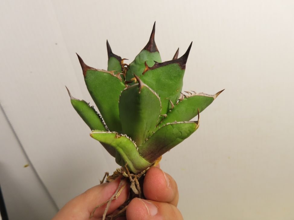 JSQ012002 「多肉植物」アガベ チタノタ “黒鯨” 抜き苗【Agave