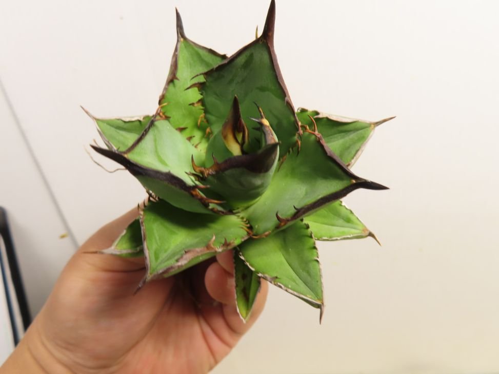 アガベ　チタノタ 黒鯨 抜き苗発送 JSQ012002 「多肉植物」アガベ チタノタ “黒鯨” 抜き苗【Agave