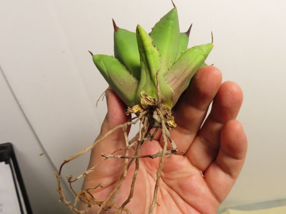 JSQ012002 「多肉植物」アガベ チタノタ “黒鯨” 抜き苗【Agave