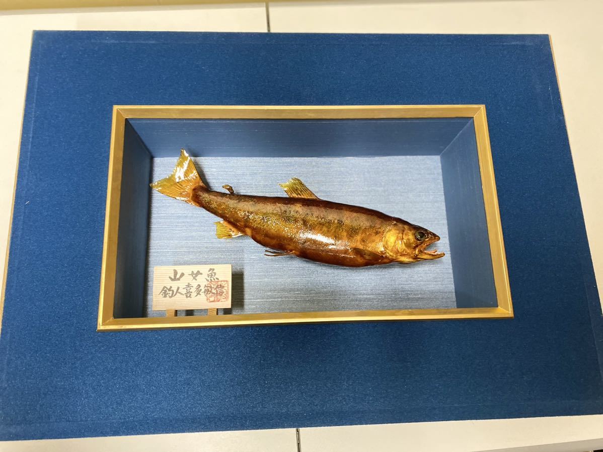 山女魚 やまめ 剥製 額縁 珍品(科学、自然)｜売買されたオークション 