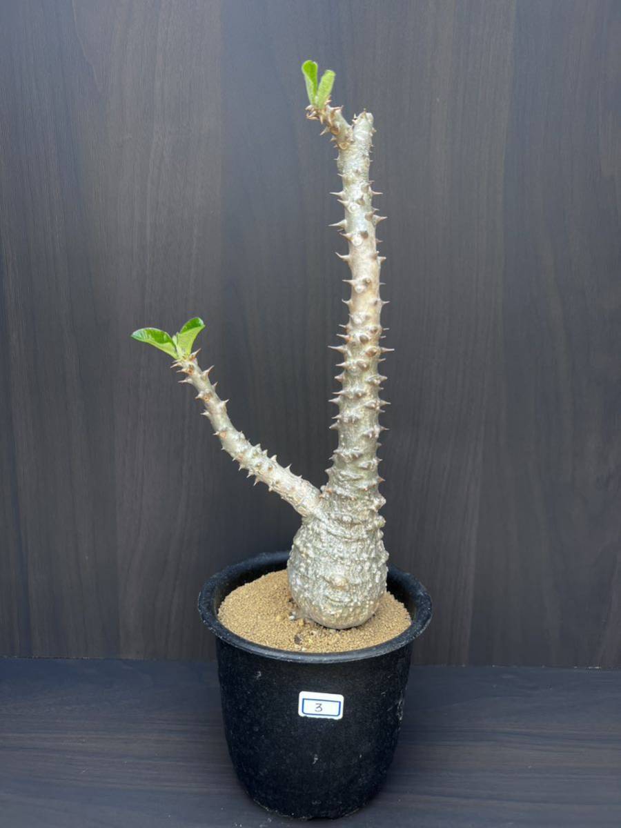 塊根植物 ウィンゾリー　グラキリス　デカリー パキポディウム ウィンゾリー 発根済 Pachypodium baronii v