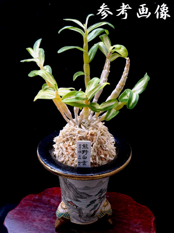 ★セッコク・長生蘭・白縞～中斑「熊野白雲」★芽変り★希少種