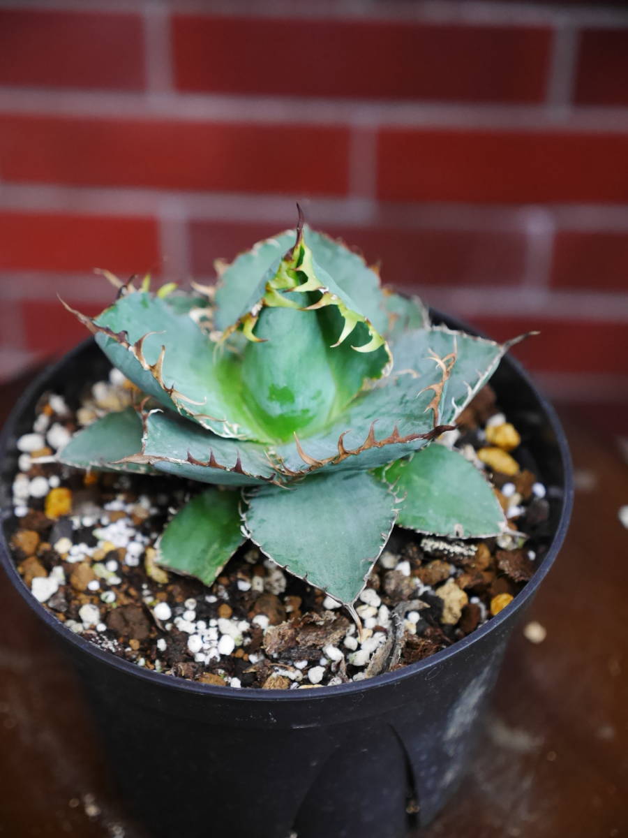 送料込み　観葉植物　アガベ　ブラックアンドブルー　ドライガーデン　多肉植物　サボテン　ユーフォルビア　５号