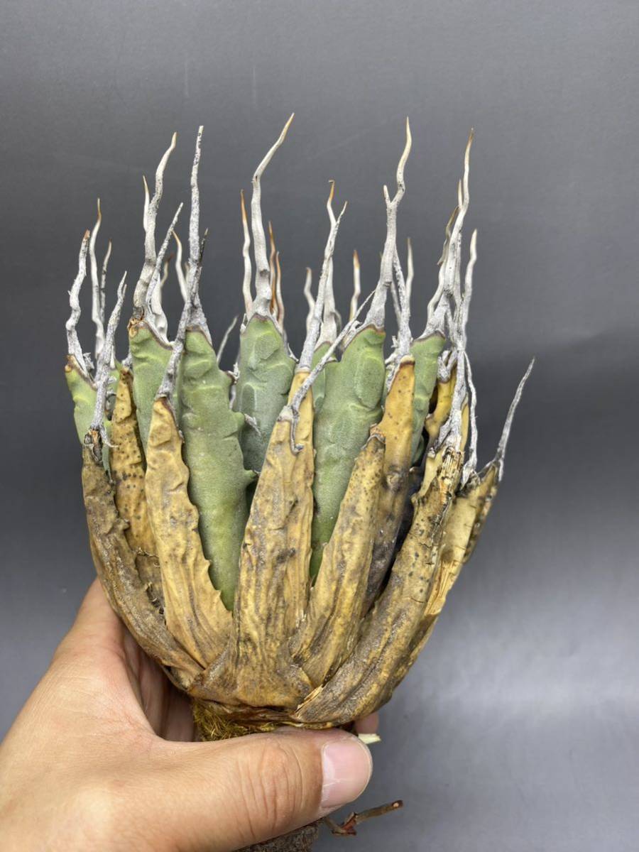 S612-43陽炎蕾形厚肉粗曲棘アガベ ユタエンシス /Agave utahensis 