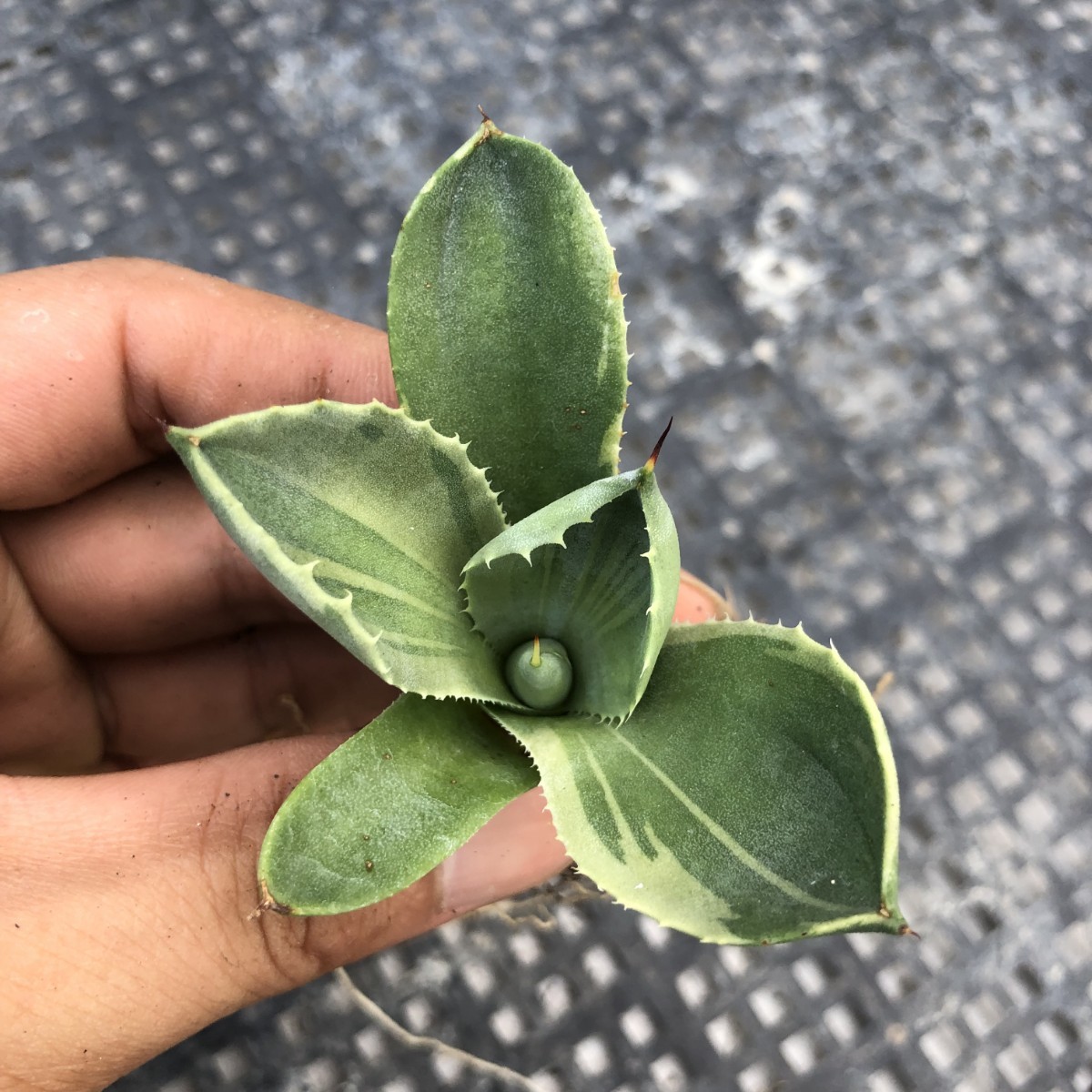 24D 多肉植物 アガベ パリー トランカータ ライムストリーク　アイス