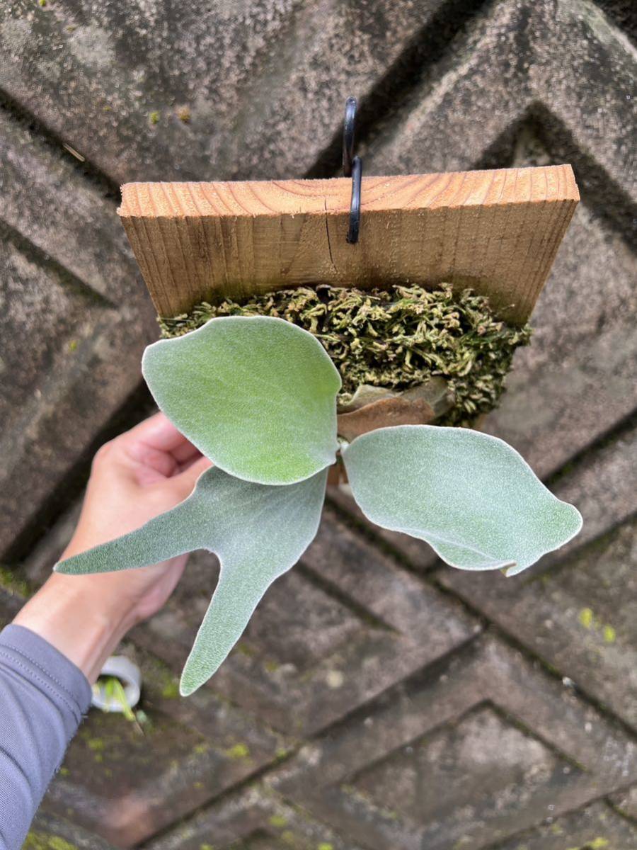 ※値下げしました※【P.FSQ vp#2 'De La Rocha'】ビカクシダ P. FSQ vp#2 De La Rocha ビカクシダ