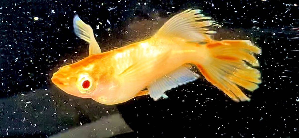 柚月めだか】卑弥呼 ブドウ目 アルビノ ヒレ長 メダカ 有精卵10個＋α 