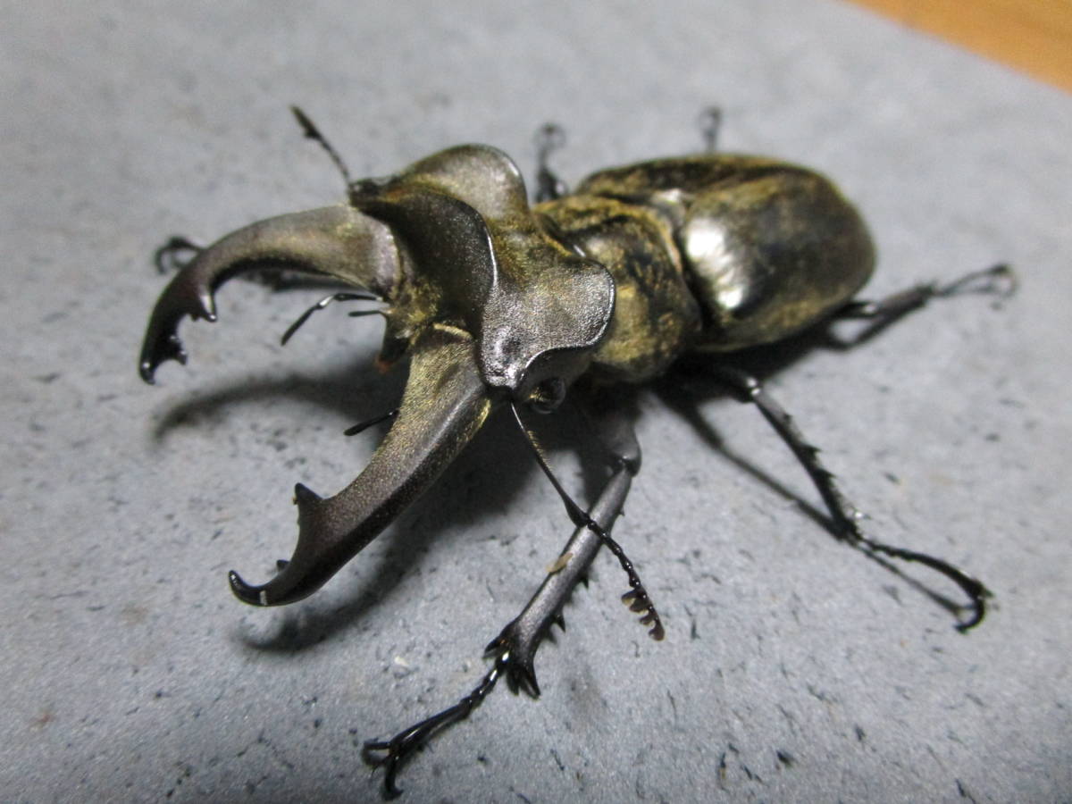 ミシュミミヤマクワガタペア ♂67mm ♀40mm その2 【公式通販】