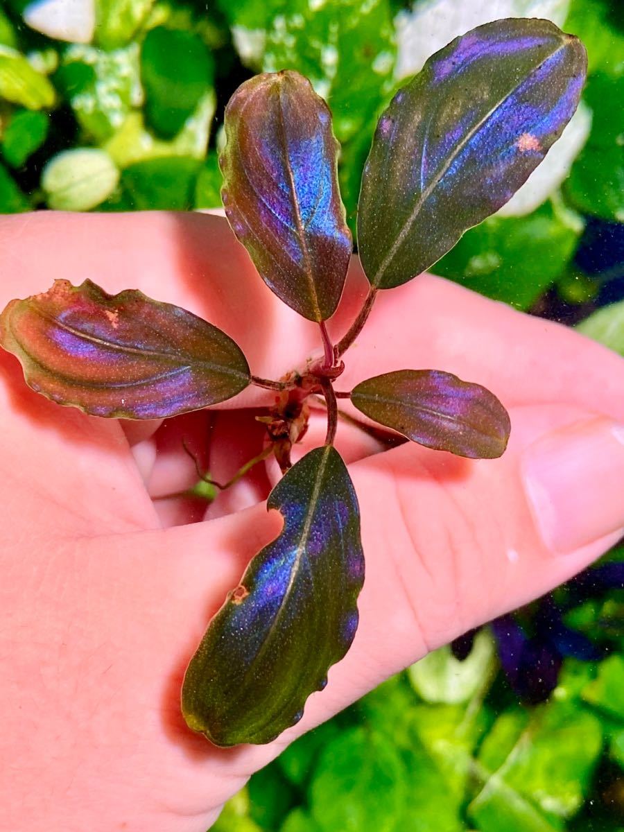 Bucephalandra sp. Red elegant ブセファランドラ(水草)｜売買された