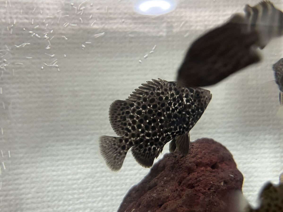 イシガキダイの稚魚3匹セット　近海　2.5〜5cm イシダイ　特別価格