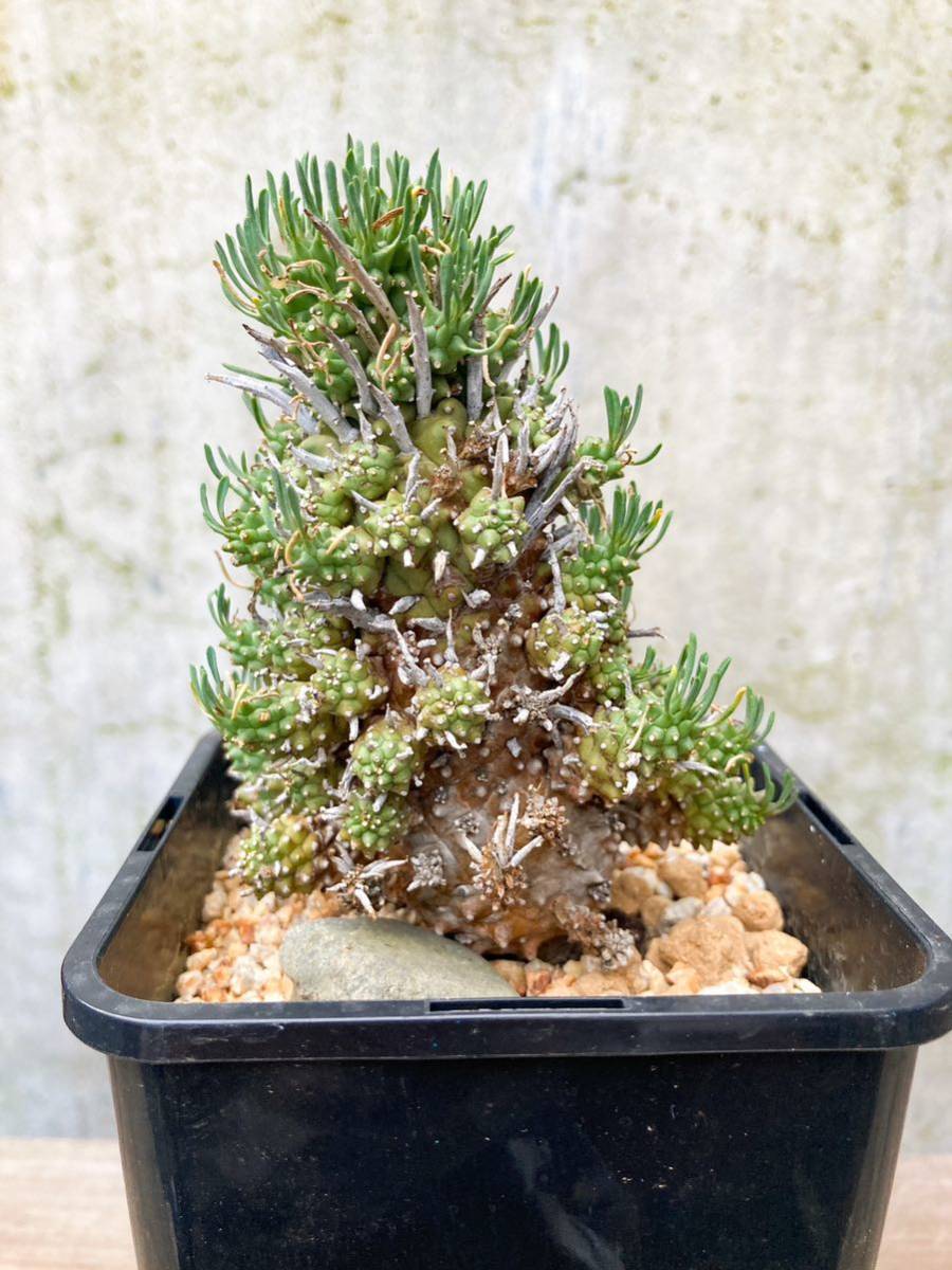 Euphorbia multiceps E246【大株・良形】ユーフォルビア ムルチセプス