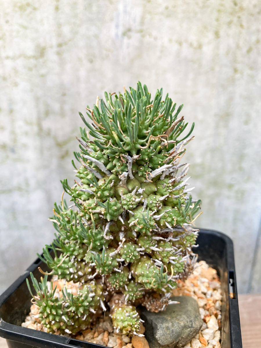 Euphorbia multiceps E246【大株・良形】ユーフォルビア ムルチセプス