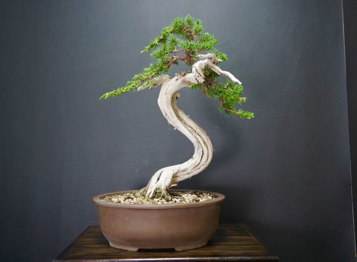 真柏盆栽 真柏 シャリ ジン