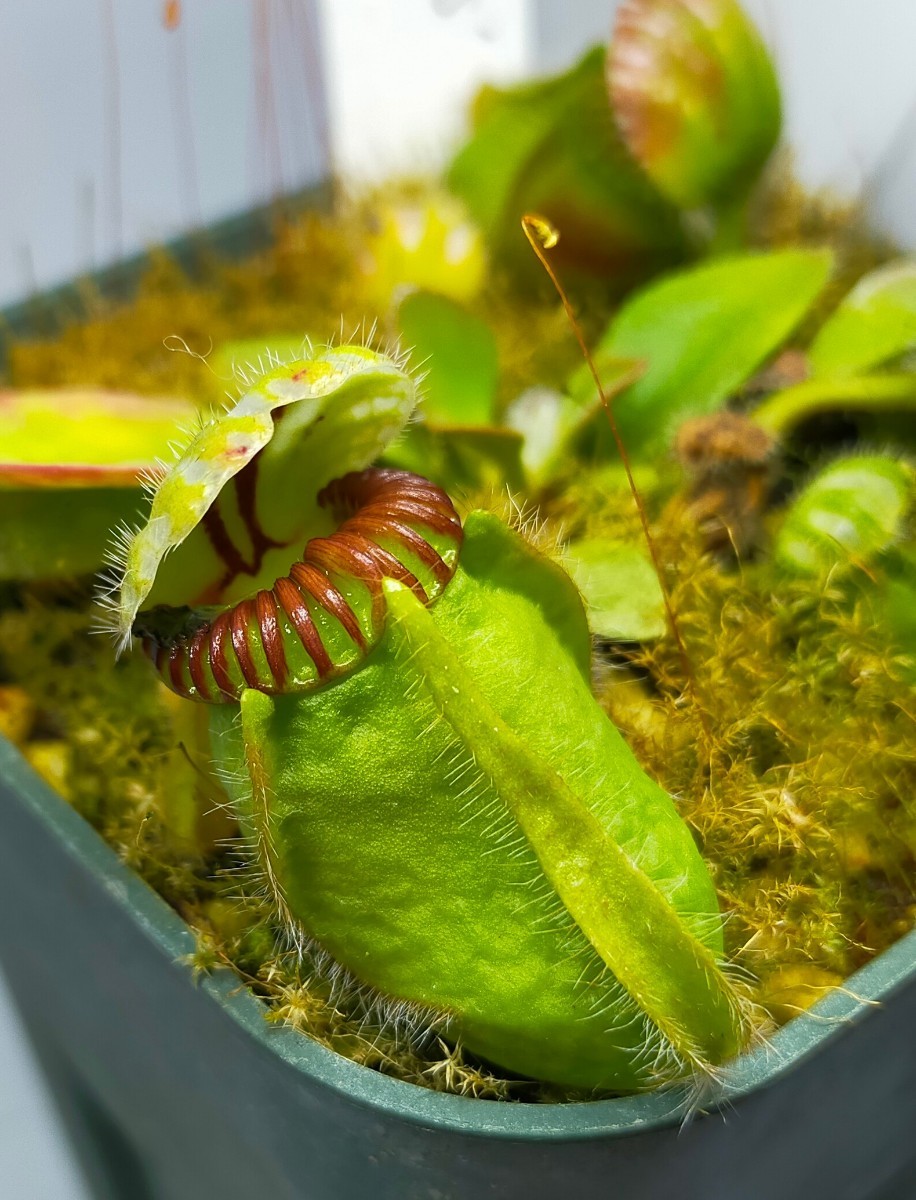 セファロタス ダドリーワッツ 食虫植物 Cephalotus Dudley Watts Araflora 葉挿し苗