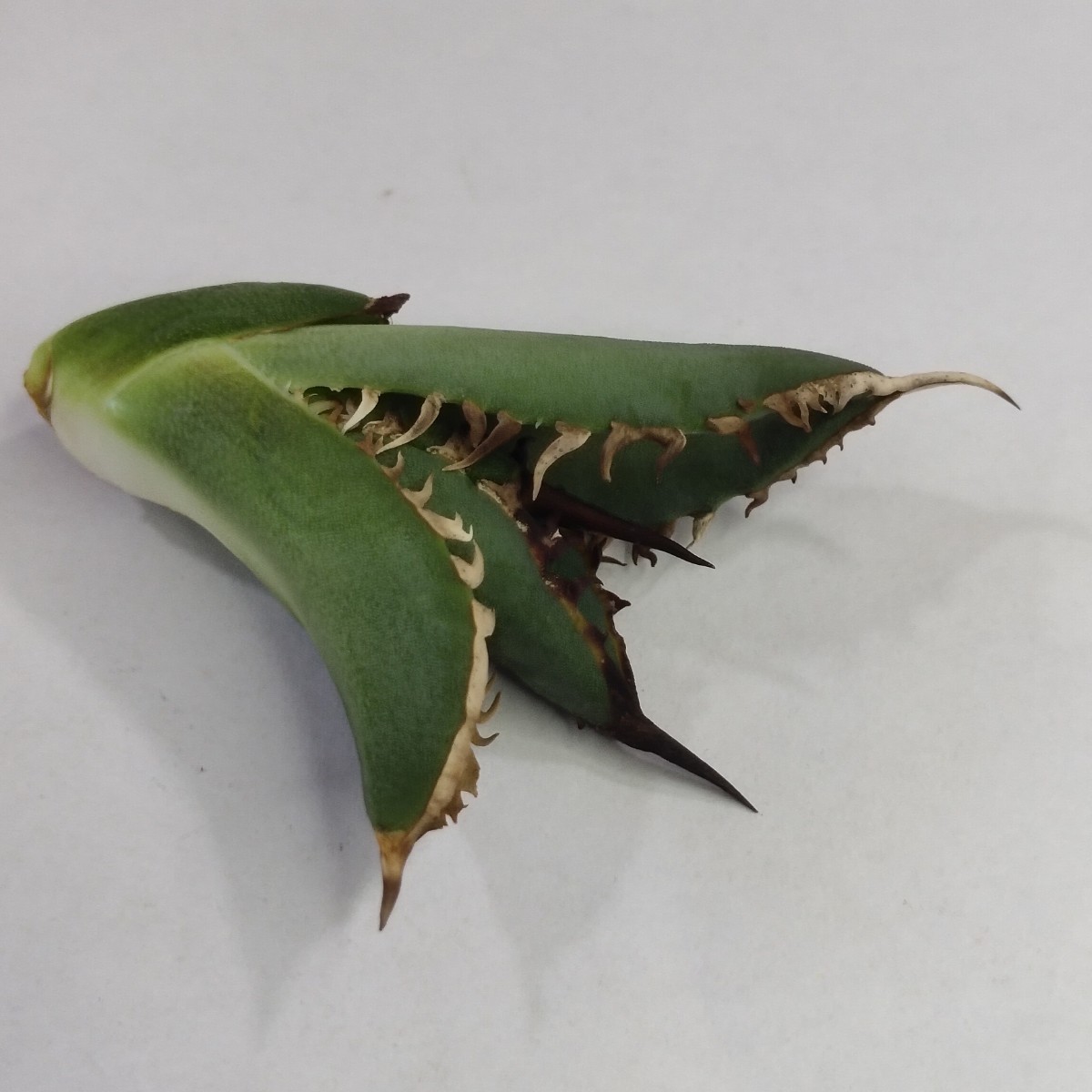 アガベ チタノタ ゴジラ GODZILLA 子株 台湾産 AGAVE TITANOTA 台湾産