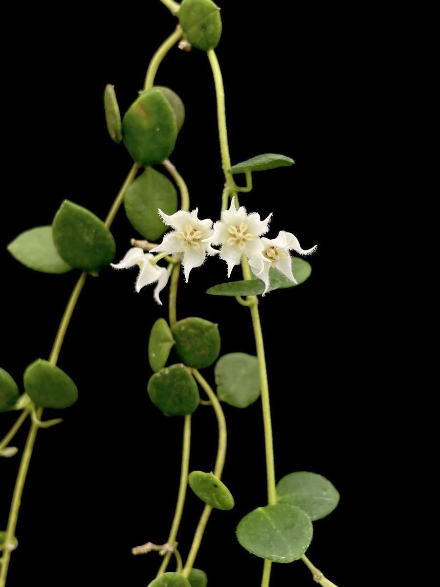 ホヤ　hoya sp timika Hoya sp. Timika, Central Papua 強い芳香の小型ホヤ 1(観葉植物