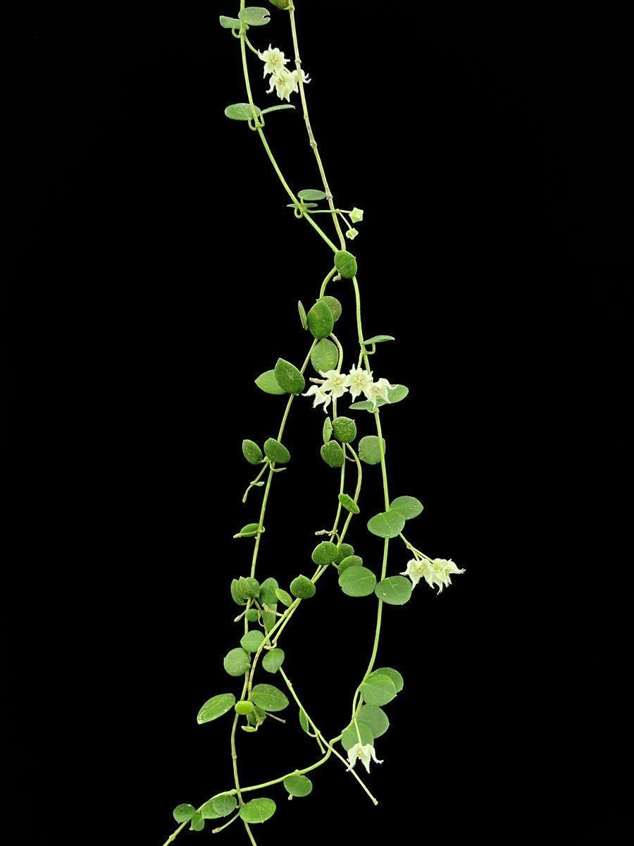Hoya sp. Timika, Central Papua 強い芳香の小型ホヤ 1(観葉植物