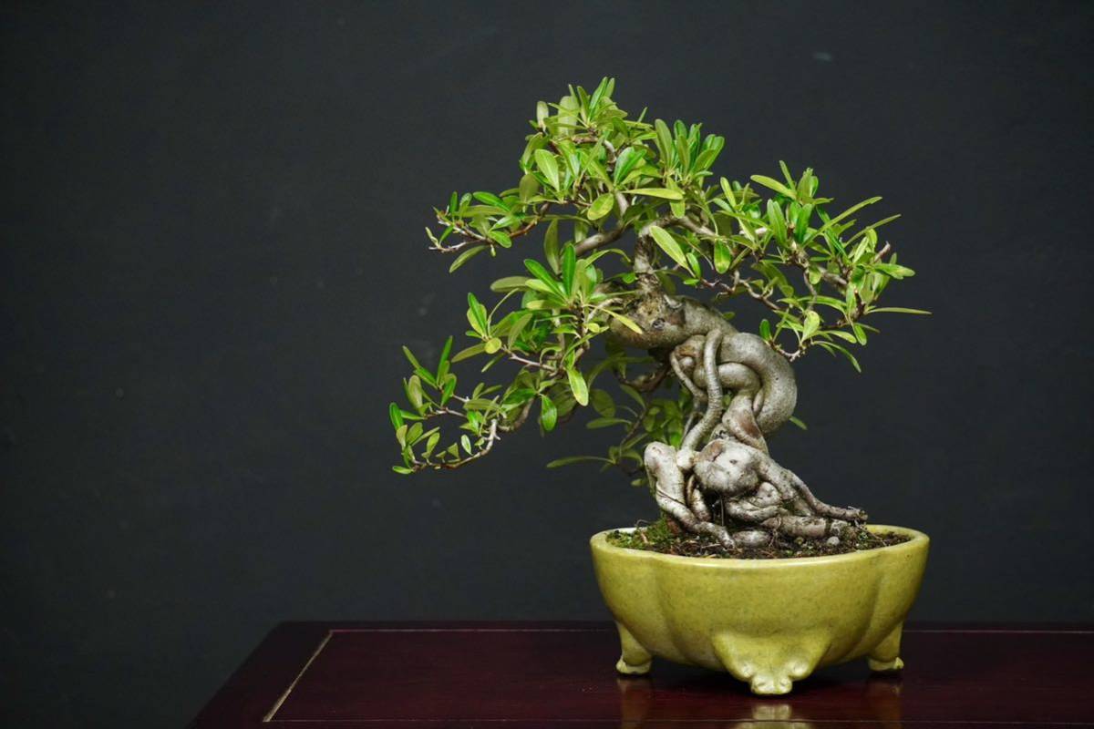 【盆栽　藤原】　ピラカンサス