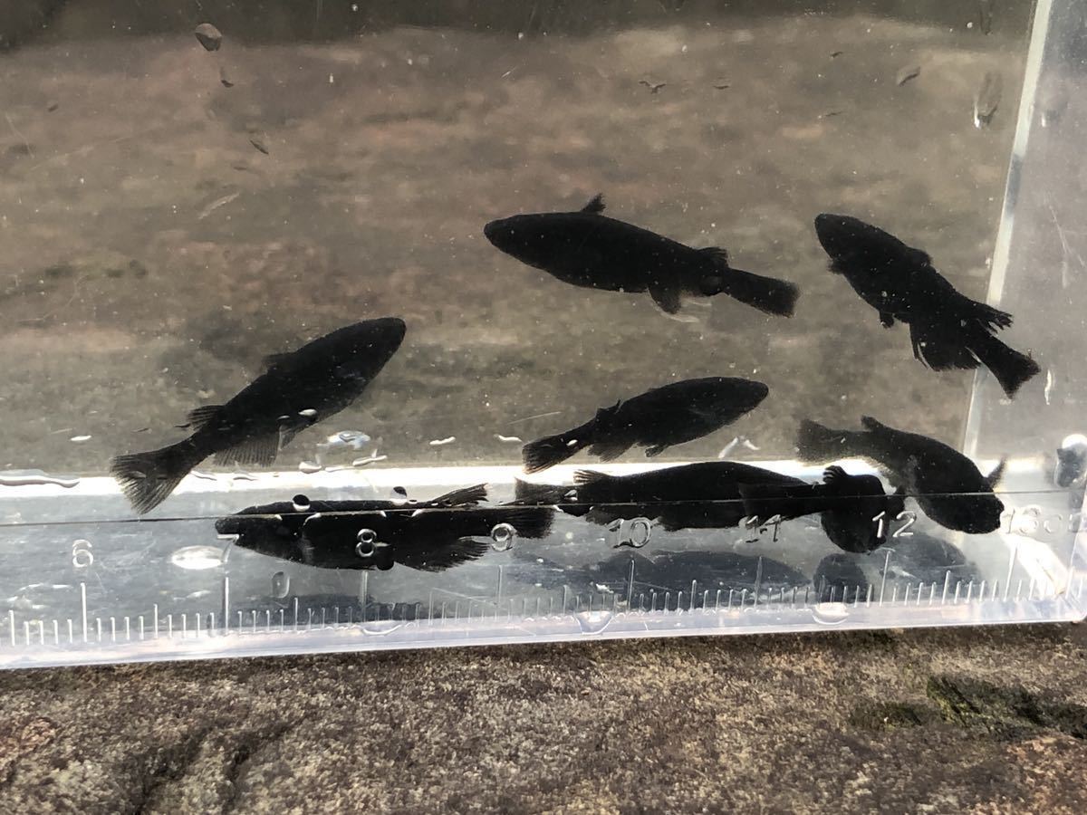 本物保証，最新作 みのりめだか 超漆黒オロチ Lサイズ オス3メス5 合計8匹 メダカ 産卵個体(めだか)｜売買されたオークション情報、yahooの商品情報をアーカイブ公開 - オークファン めだか