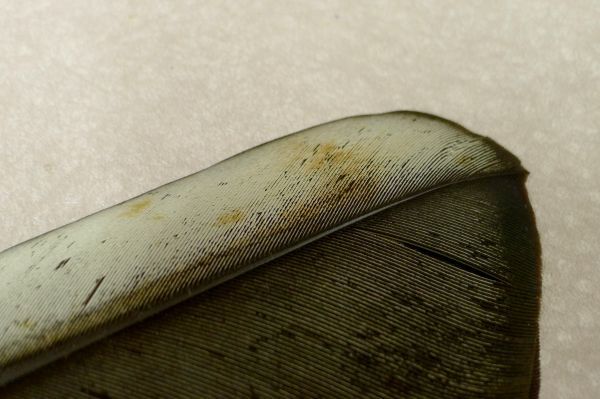 炉用 羽箒 茶道具 Yahoo!オークション 三ツ羽根 御羽箒 箒博作 風炉用