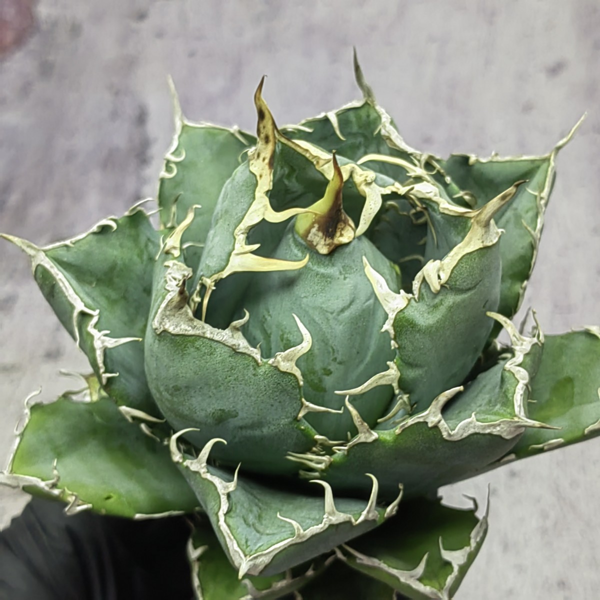 H45 アガベ チタノタ 白鯨 白鯨 Agave titanota Beluga angel 極上大株
