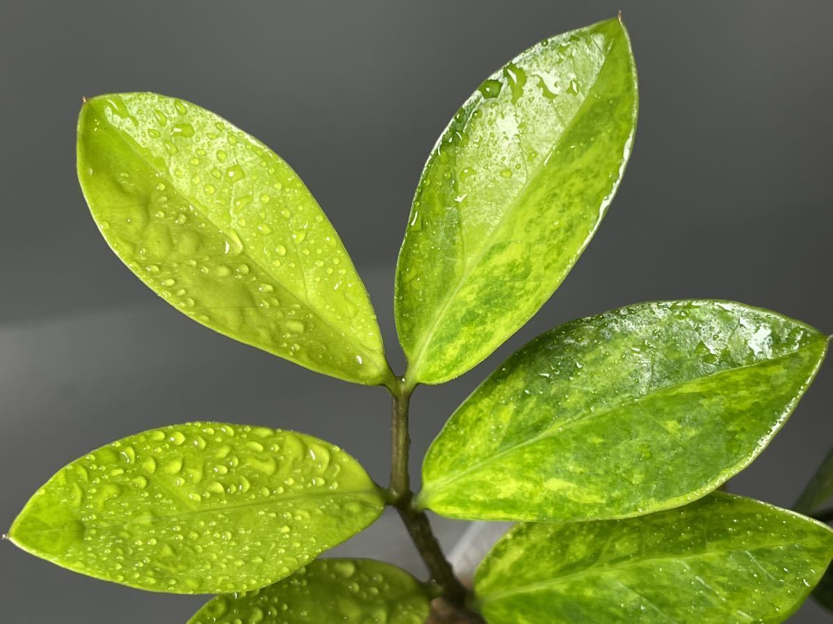 103」ザミオクルカス ザミーフォリア 斑入りZZ plant Variegated