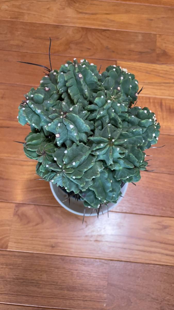 サボテン 奇厳大鳳玉 激レア アストロフィツム 奇巌大鳳玉