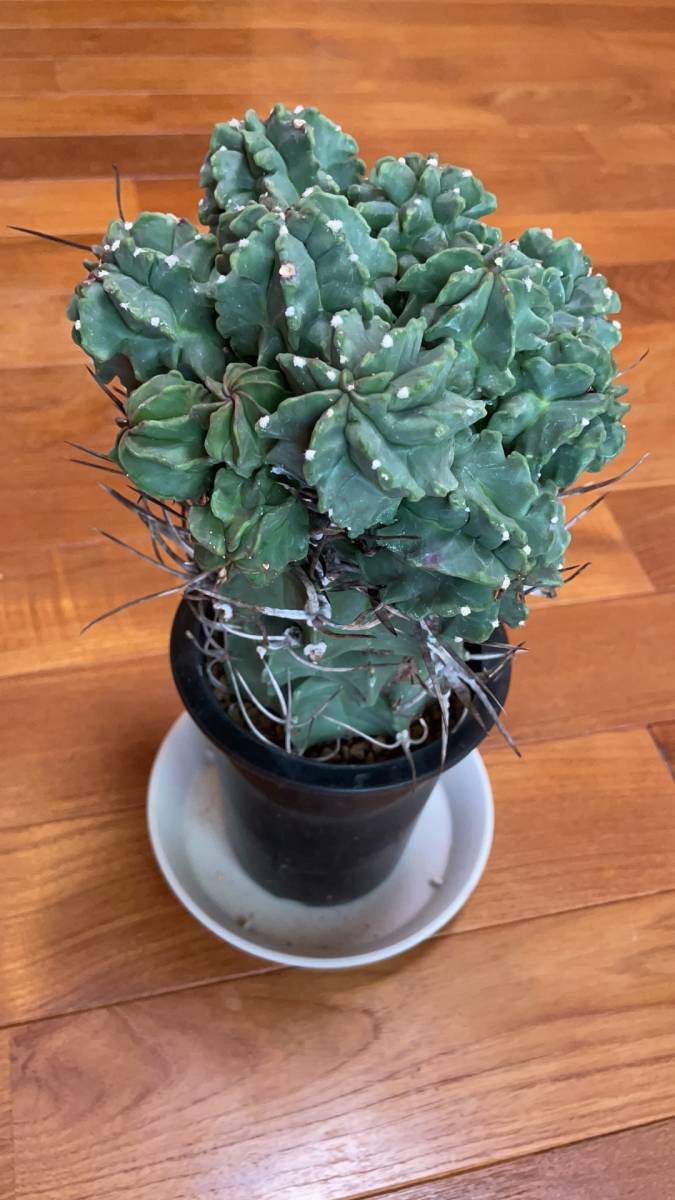 サボテン 奇厳大鳳玉 激レア アストロフィツム 奇巌大鳳玉