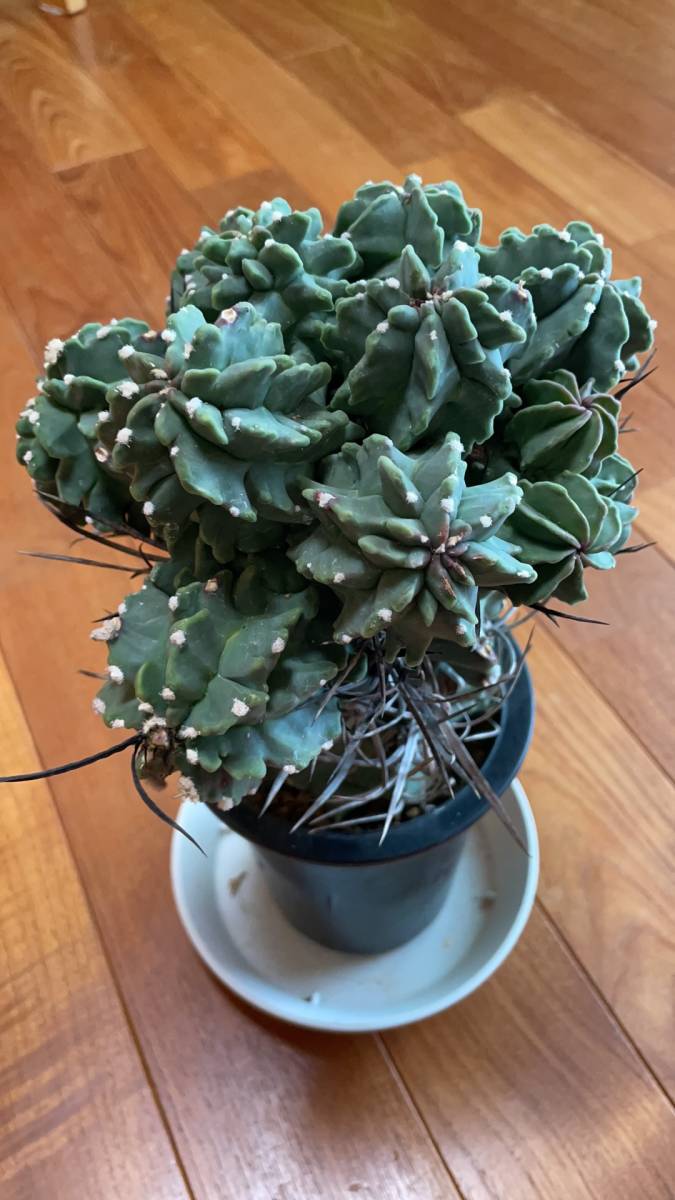 サボテン 奇厳大鳳玉 激レア アストロフィツム 奇巌大鳳玉