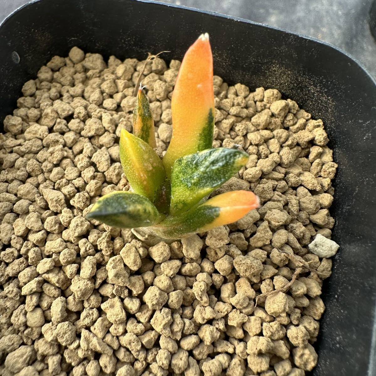 ★サボテン・多肉植物★858★アリオカルプス　亀甲牡丹錦　実生　Ariocarpus　fissuratus ★seedling