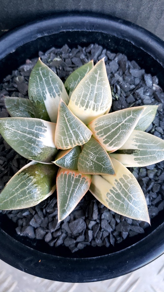 多肉植物 ハオルチア コレクタ錦 糊班 実生 【公式通販】