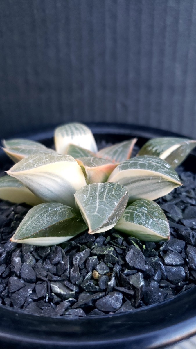 多肉植物 ハオルチア コレクタ錦 糊班 実生 【公式通販】