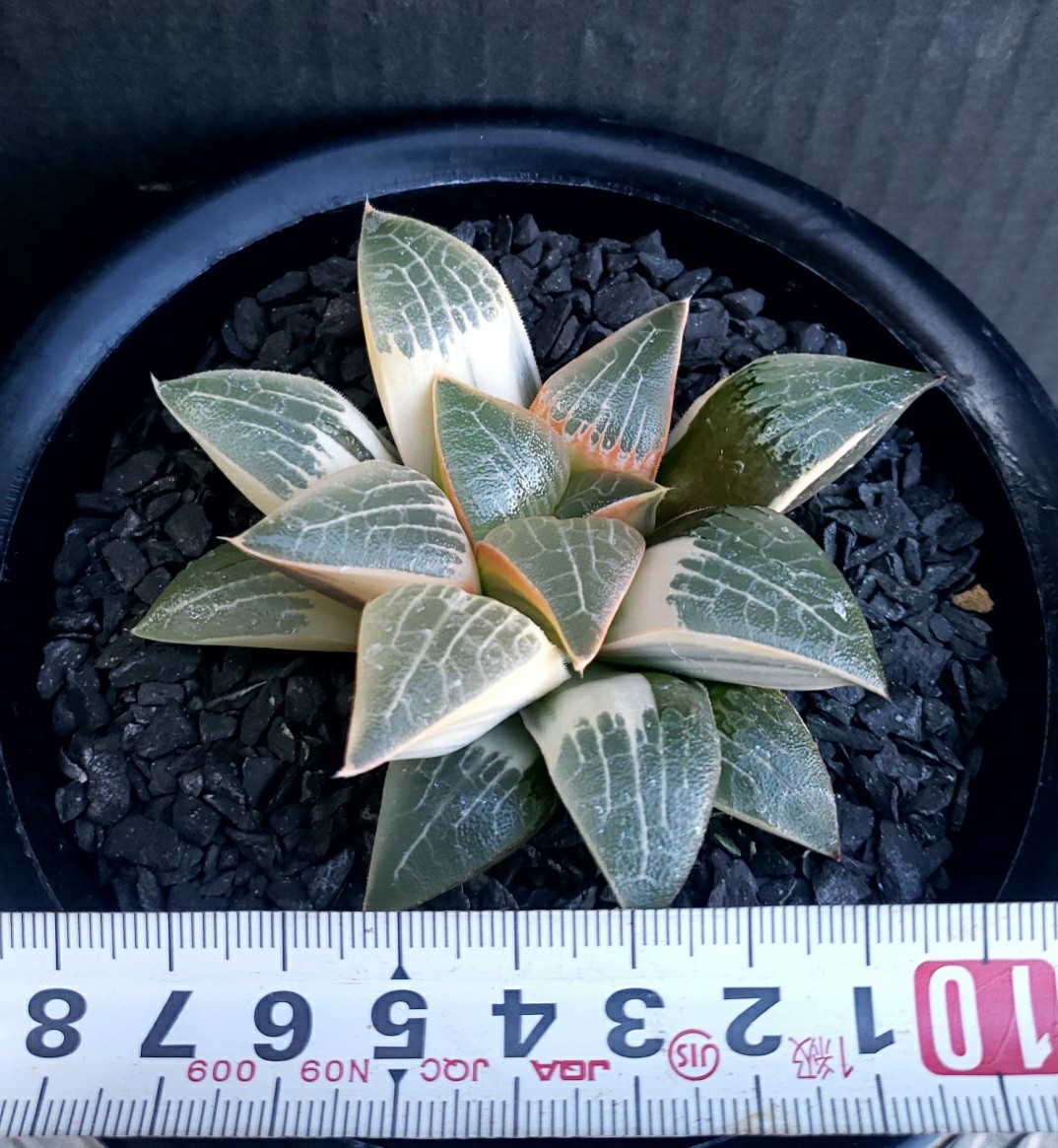 多肉植物 ハオルチア コレクタ錦 糊班 実生 【公式通販】