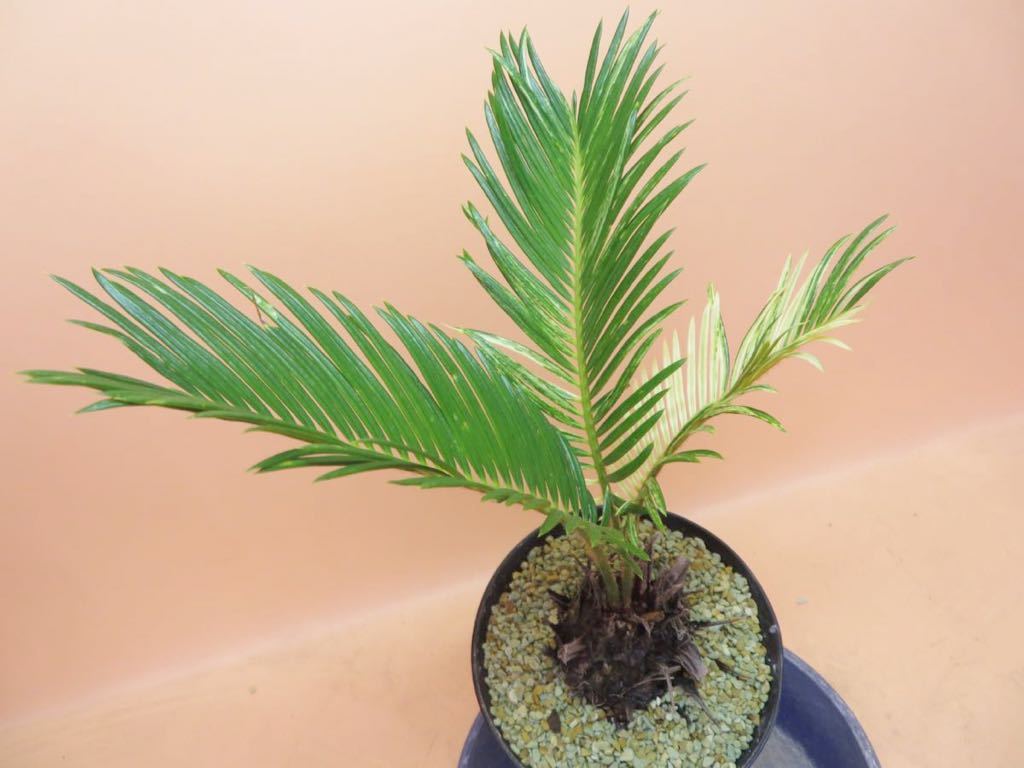 1 蘇鉄錦(ソテツニシキ)(金ソテツ) カキ仔 Cycas revoluta variegata サボテン 多肉植物