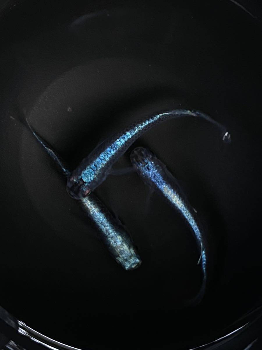 【徳島のめだか】ジャパンブルー 現物出品 雄1雌2 カブキブルー 種親クラス 検索: ラムネブルー ミッドナイトフリル