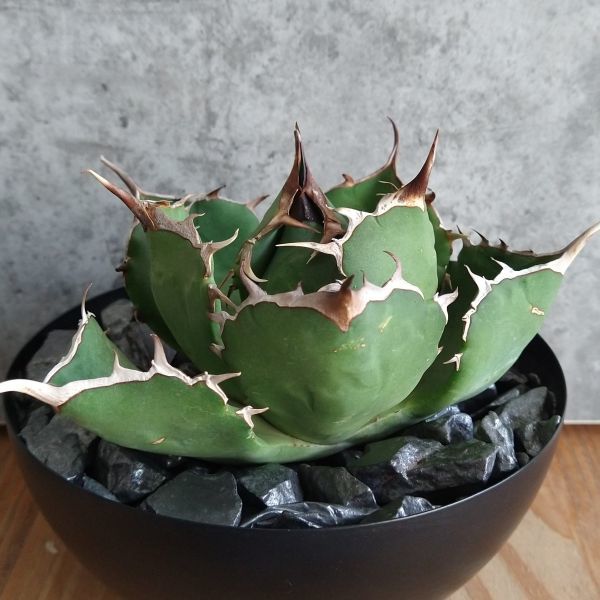 F7942 イラン産 SS級極上株 アガベ チタノタ ドラゴンクロウ