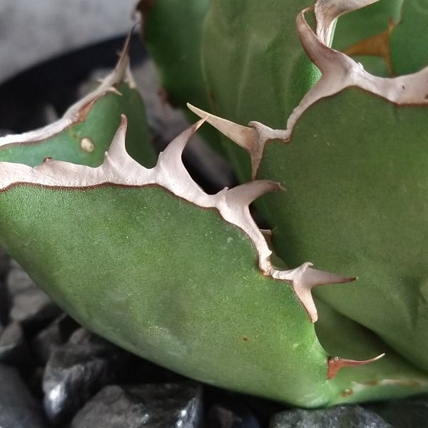 IR1262】SS級極上！！【極上高級株！イラン産◇アガベ チタノタ